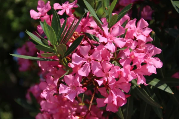 Comprar Adelfa en Mallorca (Nerium oleander) ???? - Imagen 4