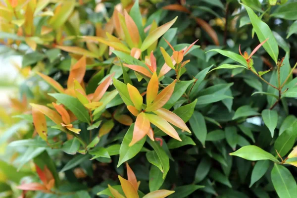 Comprar Eugenia en Mallorca