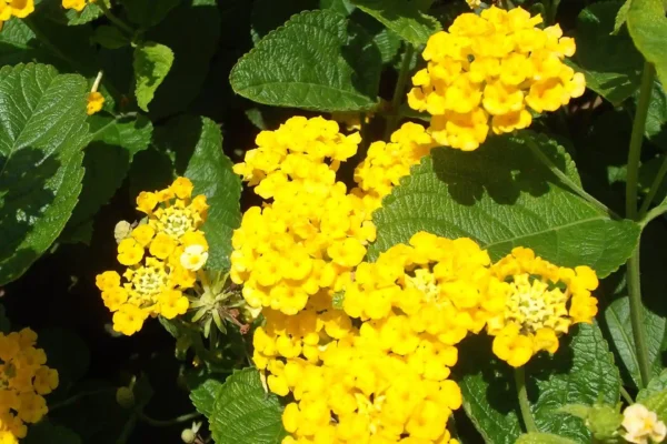 Lantana amarilla
