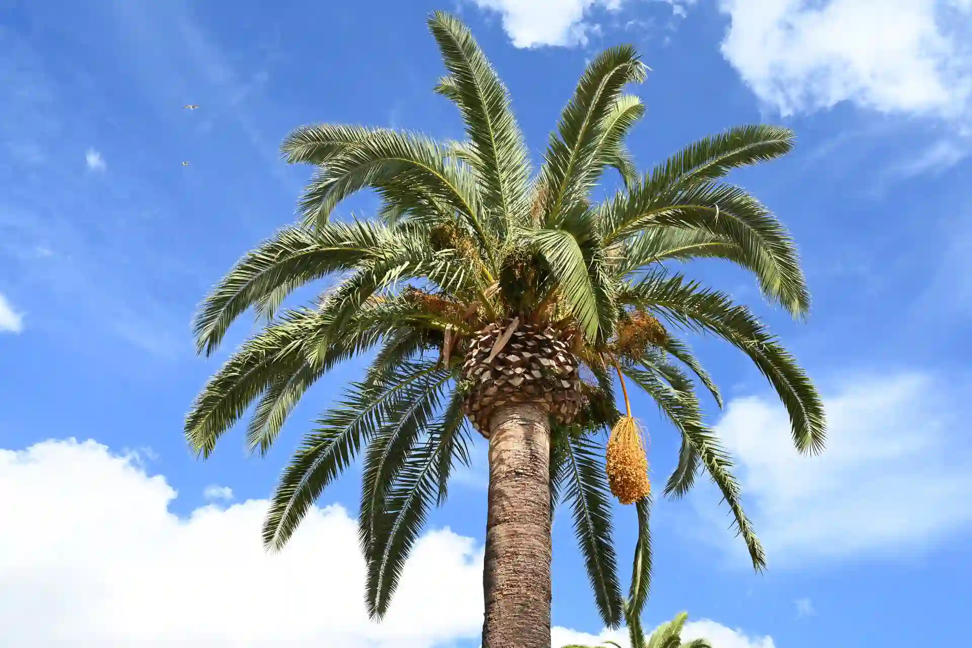 Comprar Palmera (1) Comprar Palmera Datilera en Mallorca