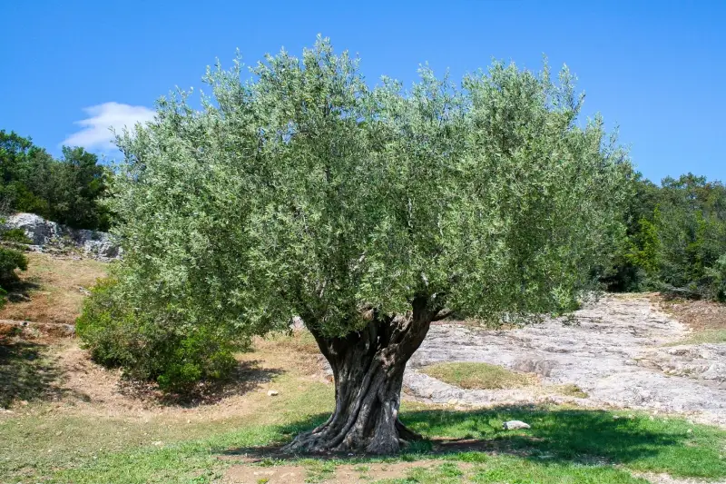 Árbol Olivo Mallorca