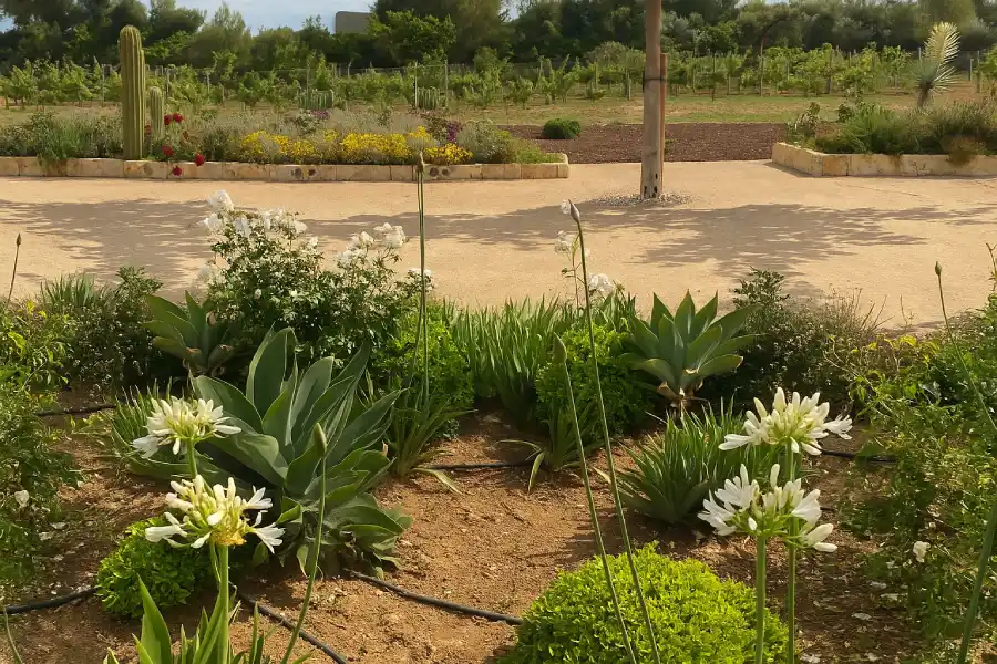 diseño de jardines en mallorca
