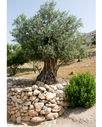 olivo con piedras