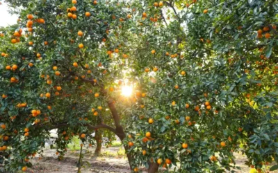 Poda de árboles frutales en Mallorca