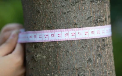 Cómo calcular el calibre de una planta: guía práctica para tu jardín en Mallorca