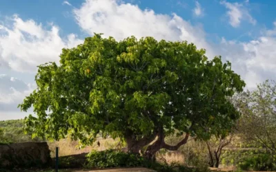 Siembra de árboles caducos a raíz desnuda: la mejor época para tu jardín en Mallorca