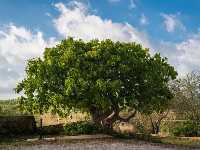 Siembra de árboles caducos a raíz desnuda: la mejor época para tu jardín en Mallorca