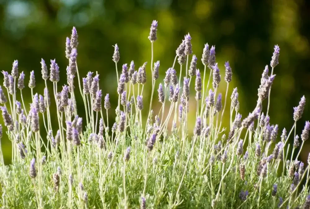Lavandula dentata: a guide to enjoying this plant in your garden in Mallorca