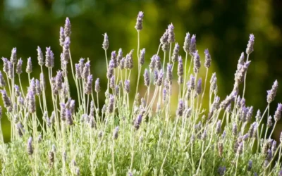 Lavanda dentata: guía para disfrutar de esta planta en tu jardín en Mallorca