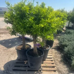 comprar limonero en mallorca