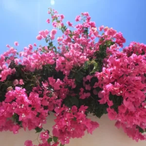 Comprar buganvilla en Mallorca
