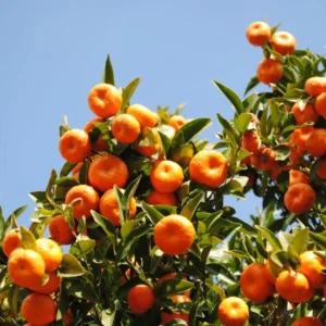 Comprar naranjo en Mallorca