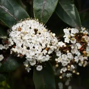 comprar durillo en mallorca