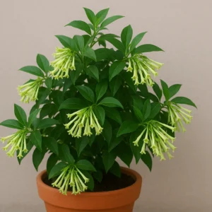 comprar galan de noche Mallorca