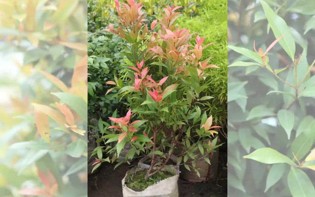 Árbol Eugenia (Eugenia myrtifolia) en maceta o suelo