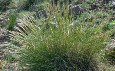 Cómo regar un carritx: guía completa y definitiva