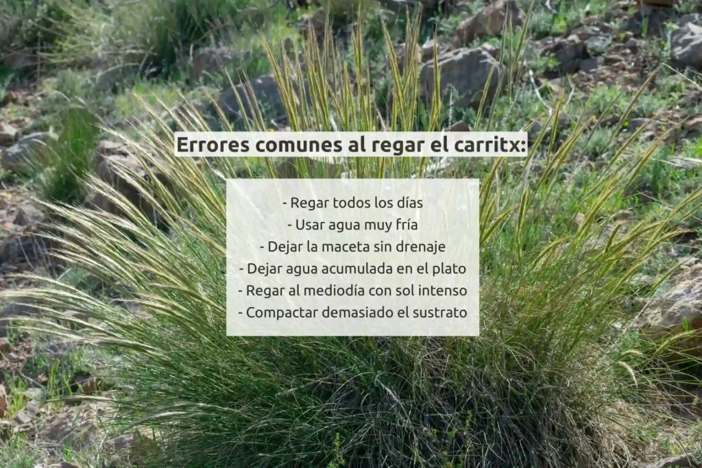 Infografía errores comunes al regar el carritx