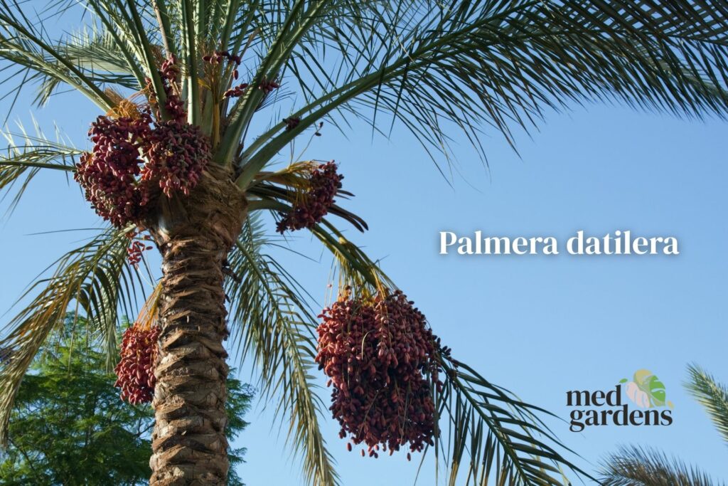 Palmera datilera