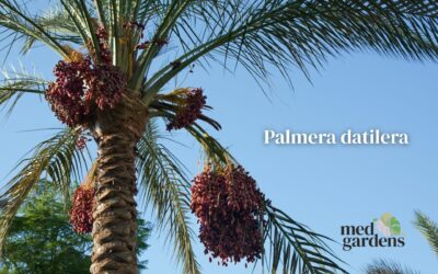 Venta de palmeras grandes en Mallorca