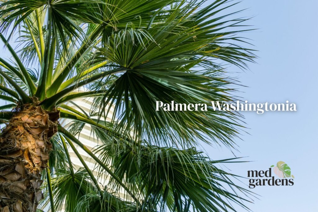 Palmera Washingtonia