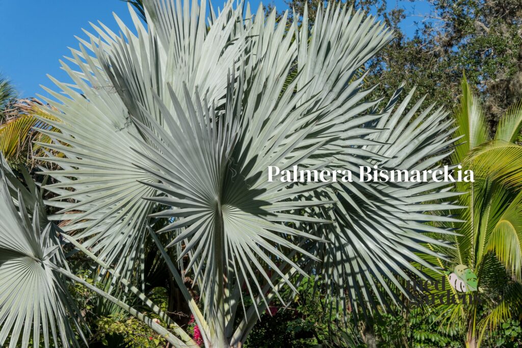 Palmera Bismarckia