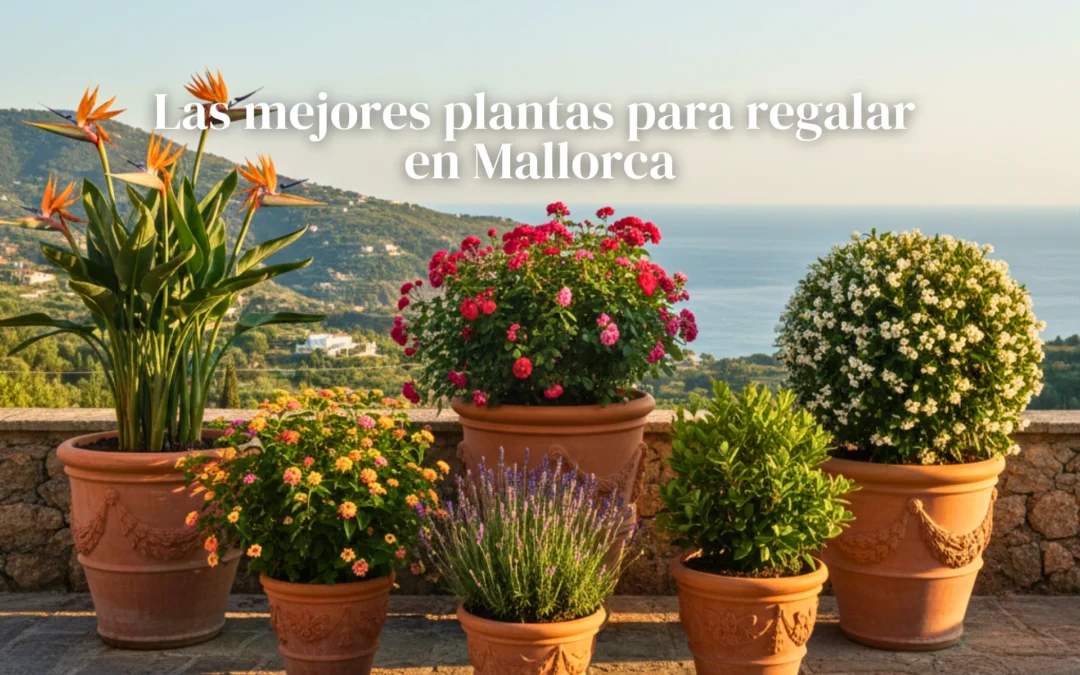 Las mejores plantas para regalar en Mallorca (con envío a domicilio)