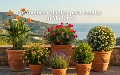 Las mejores plantas para regalar en Mallorca (con envío a domicilio)